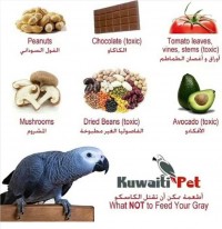 Продукты питания, содержащие токсичные для попугаев вещества. 