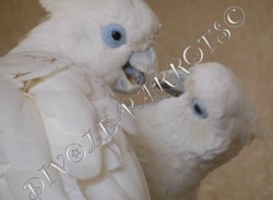 Соломонский какаду (Cacatua ducorpsii).