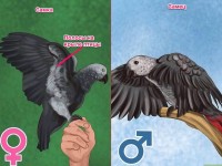как определить пол жако краснохвостый. sd 5cd5e65d77476. как определить пол жако краснохвостый фото. как определить пол жако краснохвостый-sd 5cd5e65d77476. картинка как определить пол жако краснохвостый. картинка sd 5cd5e65d77476. Определить половую принадлежность африканских серых попугаев визуальным путём чрезвычайно сложно, т.к. половой диморфизм выражен очень слабо. Существует несколько схем определения пола у жако. Чаще всего используется схема, в основу которой положены наблюдения, сделанные ещё в начале прошлого столетия немецким учёным В.Отто, знатоком попугаев, обследовавшим и воспитавшим сотни африканских серых попугаев. Они сводятся к следующему: