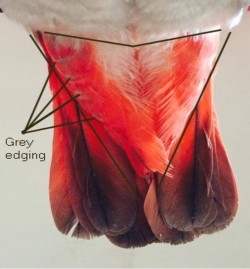 Нижние 10 перьев с серой окантовкой указывают на самку.
