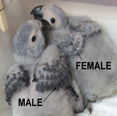 Слева более тёмный оттенок перьев - самец жако. Справа - более светлый - самка. Птенцы от одной пары родителей.