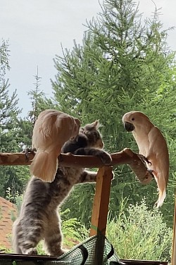 Взаимоотношение какаду с кошками.